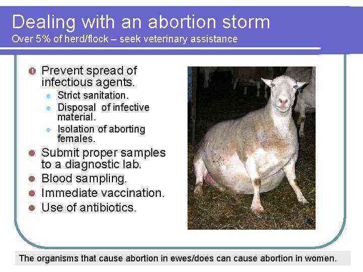 We distribute a goat after lambing: answers to questions