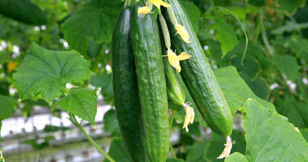 We sow cucumbers according to all the rules