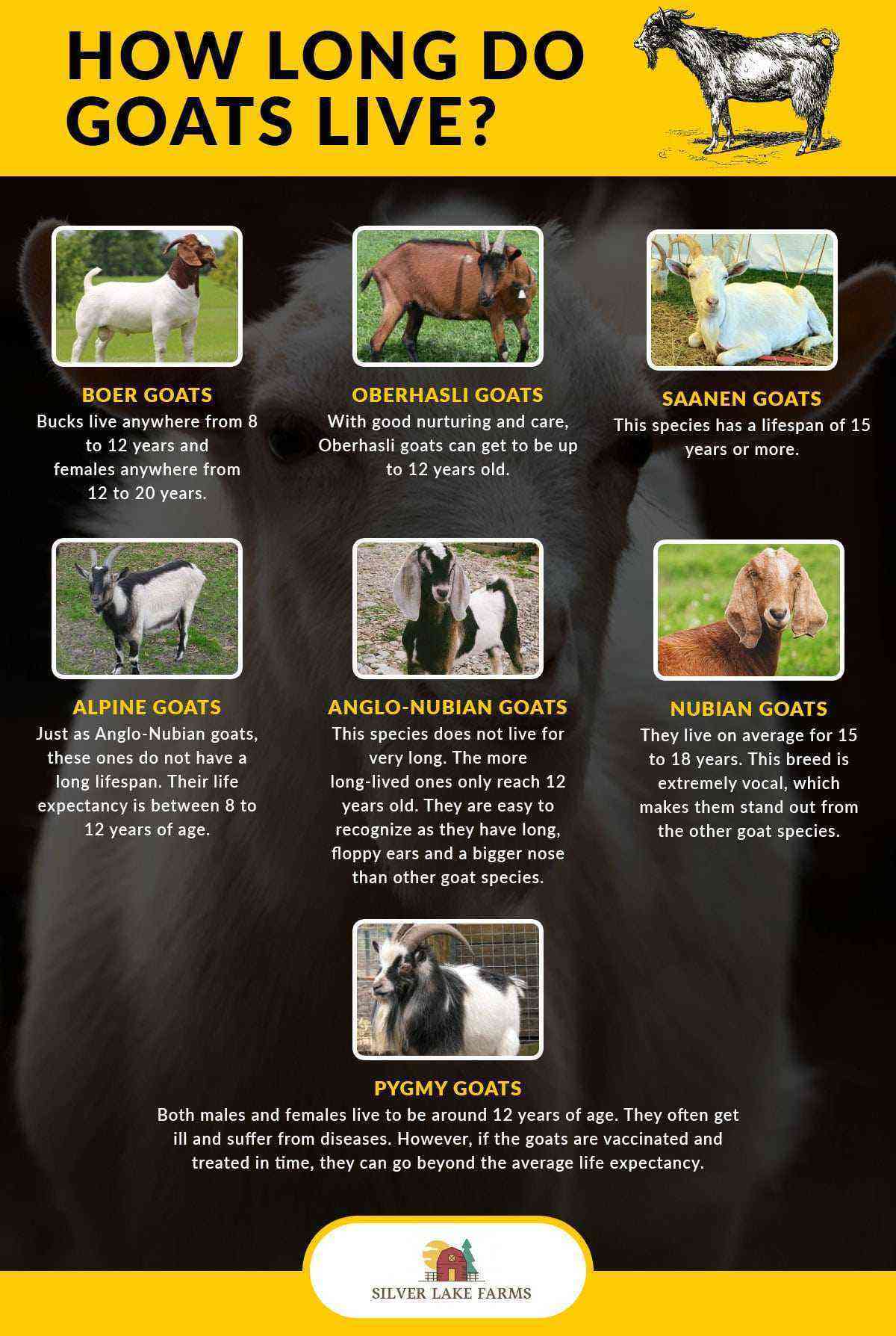 What affects the life expectancy of a goat?