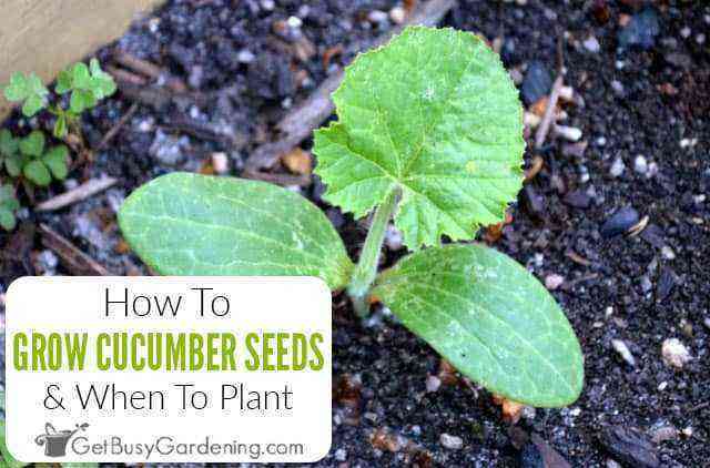 When and how to plant cucumbers for seedlings?