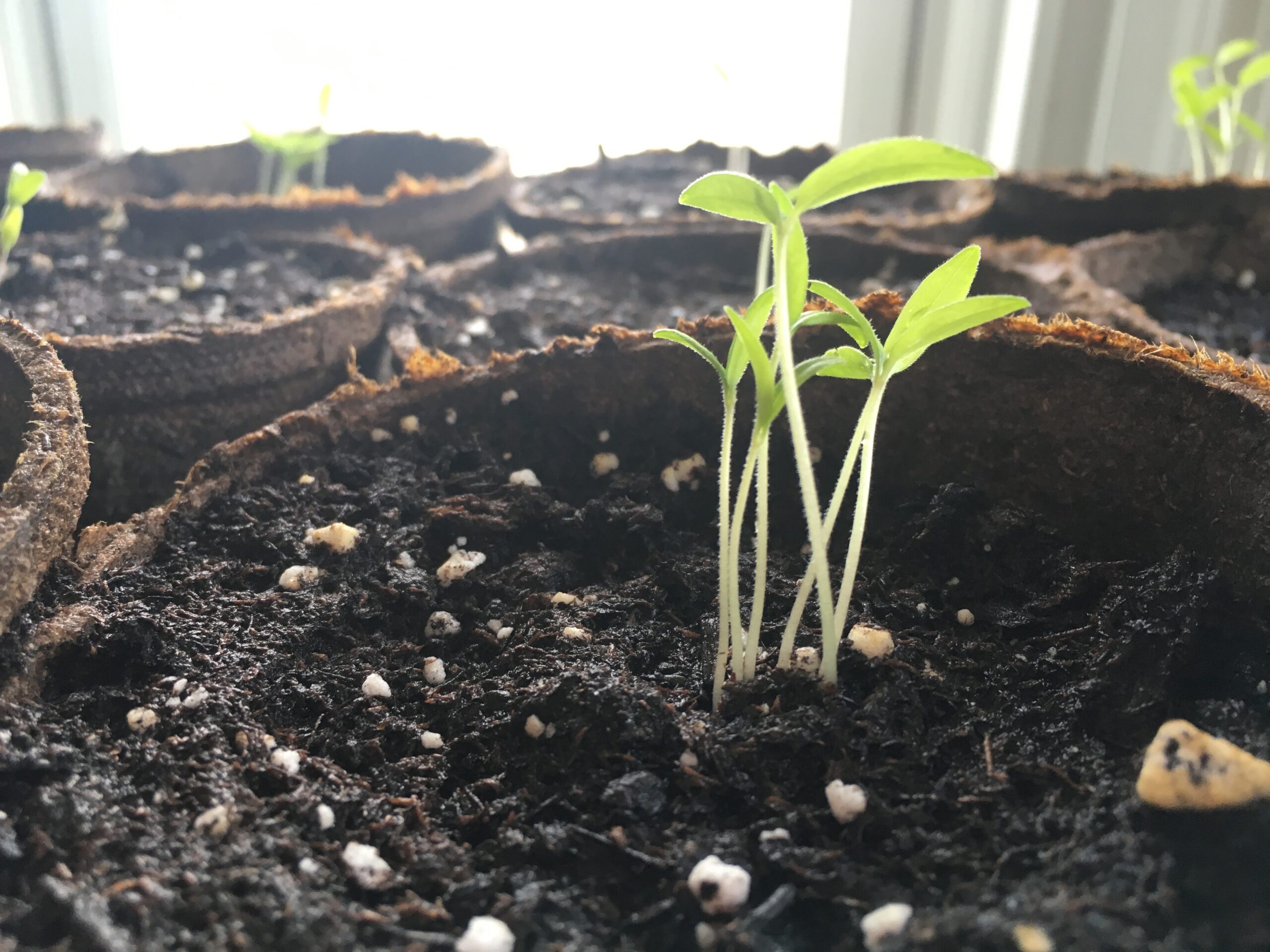 Why cucumber seedlings stretched out and what to do?
