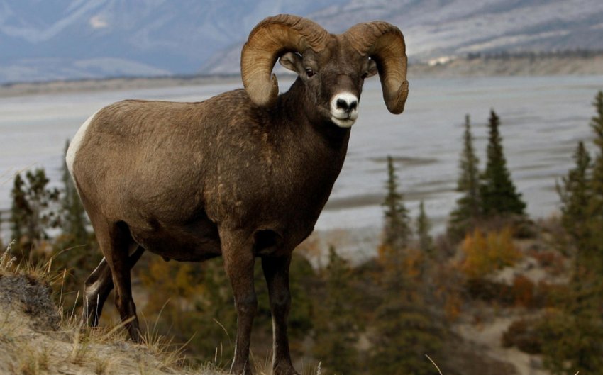 Altai mountain sheep