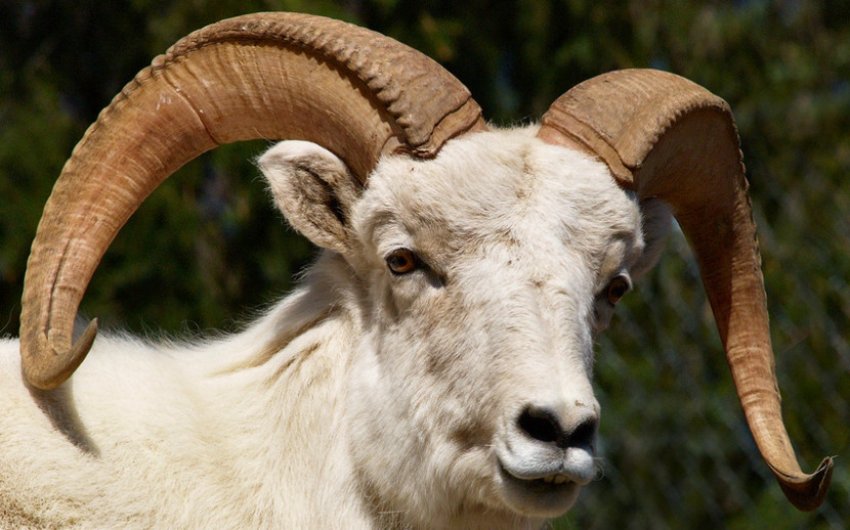 Thin-horned ram