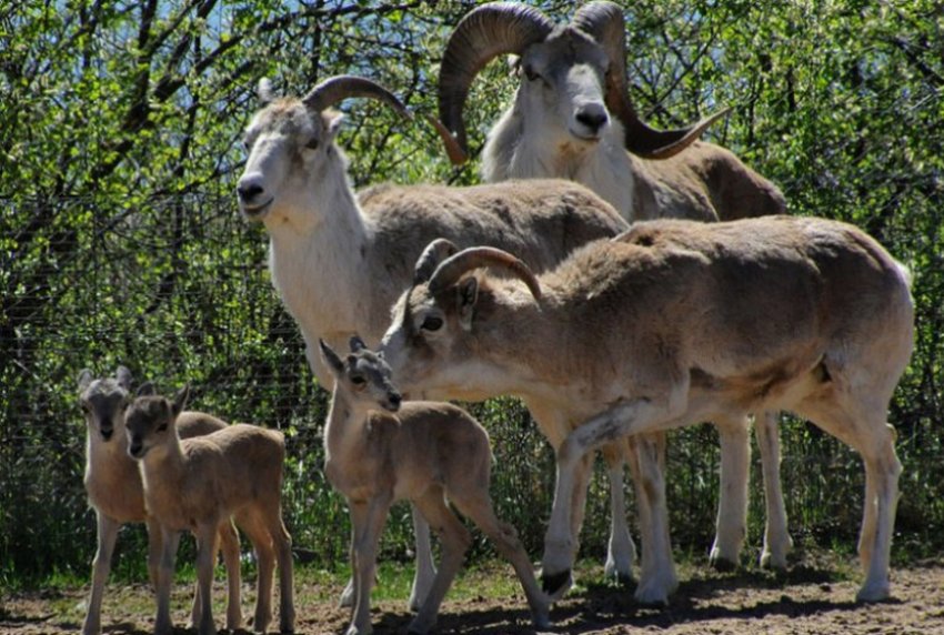 Mountain sheep with offspring