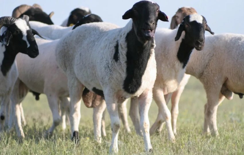 Kalmyk breed of sheep