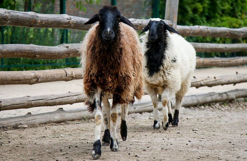 Breeding fat-tailed sheep