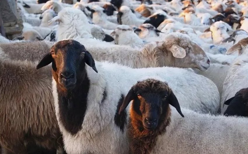 Kalmyk breed of sheep
