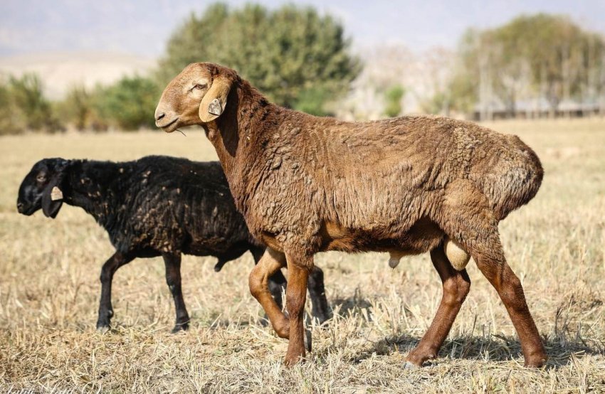 Hissar breed of sheep