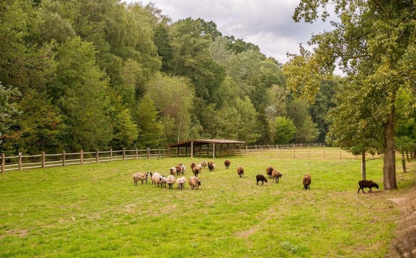 pasture for sheep