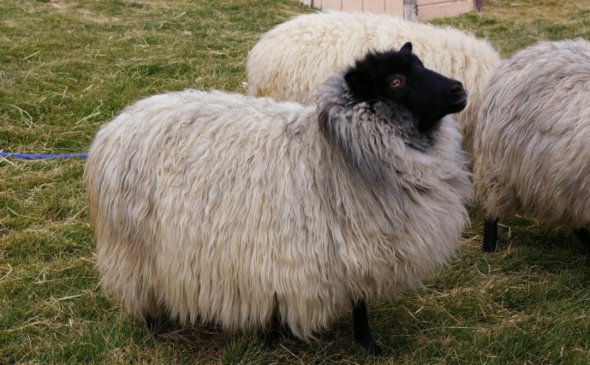 Fur coat sheep