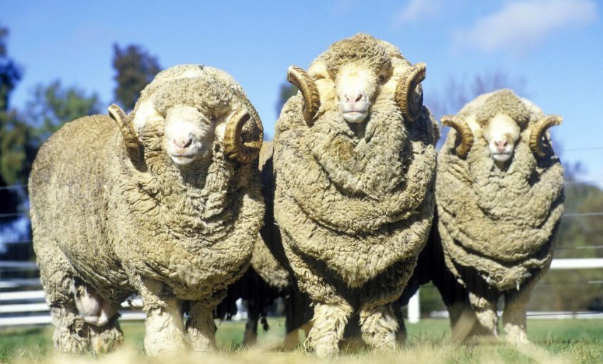Fine-wooled rams