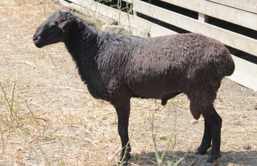 Сколько вес барана. Эдильбаевская порода. Романовская порода овец вес. Эдильбаевская порода вес барана. Сараджинская порода овец.