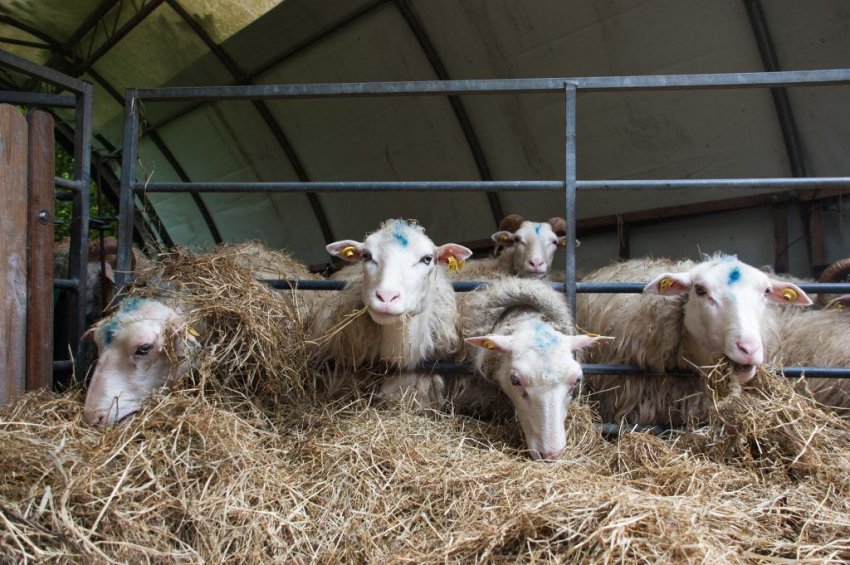 Feeding sheep with hay