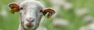 Cara memberi makan domba yang benar: di musim dingin, beternak domba jantan, setelah beranak, hewan muda, norma pakan