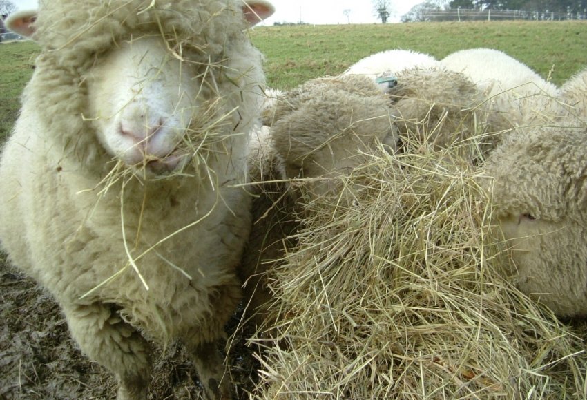 straw feeding sheep