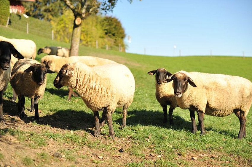 Grazing Suffolk Sheep