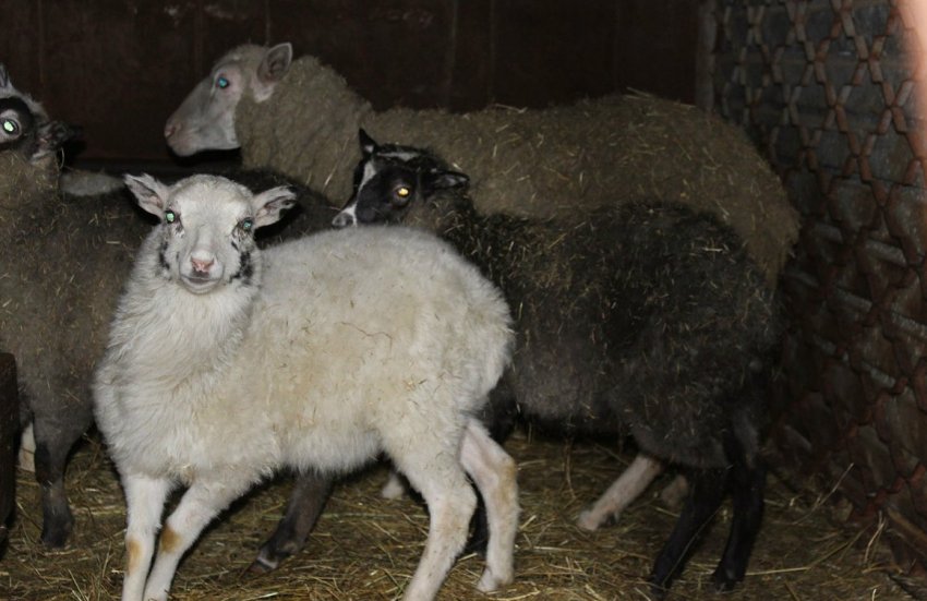 Sheep in quarantine