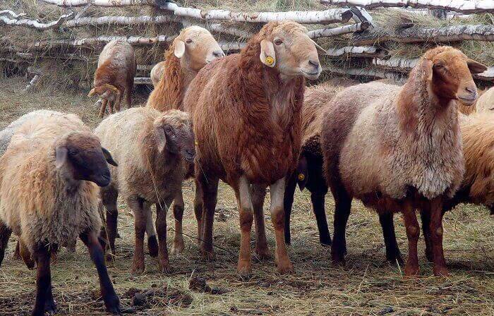 Sheep of the Edilbaev breed