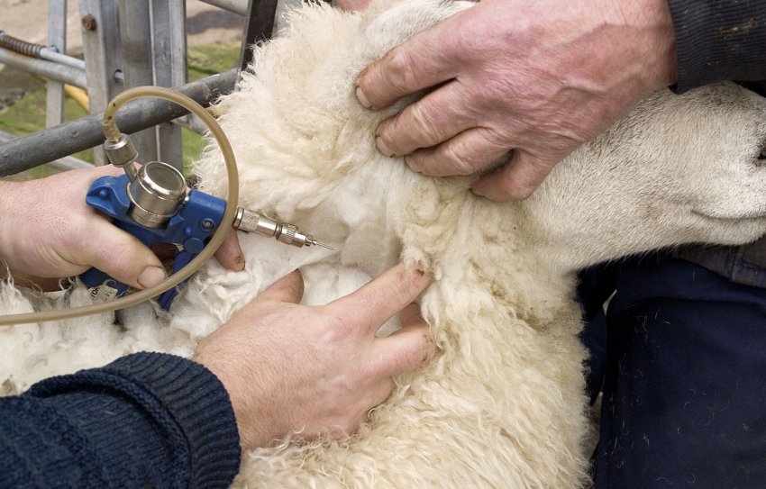 Vaccination of sheep before pasture