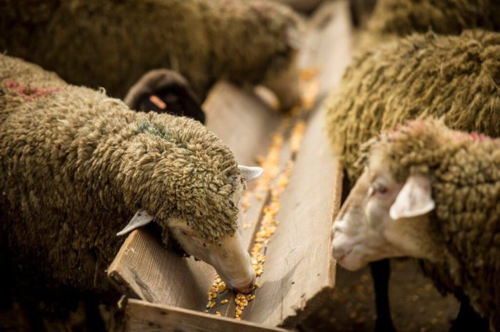 Hrănirea oilor într-un alimentator din lemn