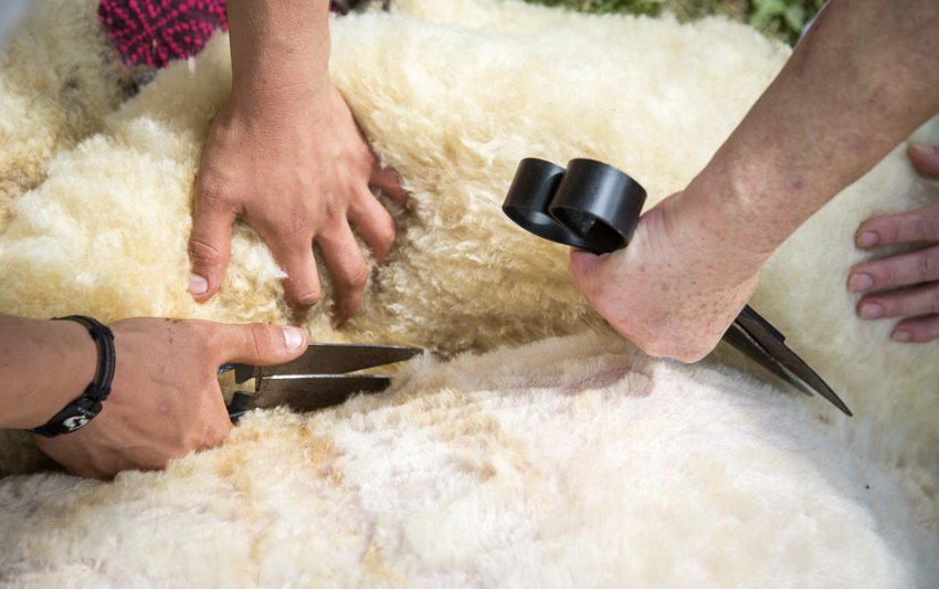 Shearing a Hissar sheep
