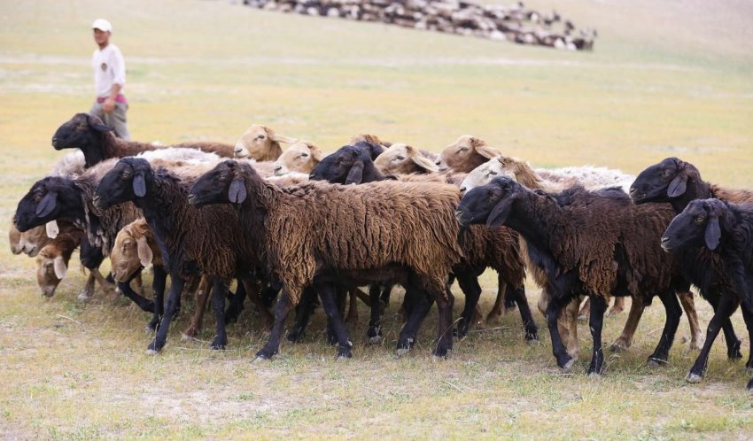 Pasture of Hissar sheep on pasture
