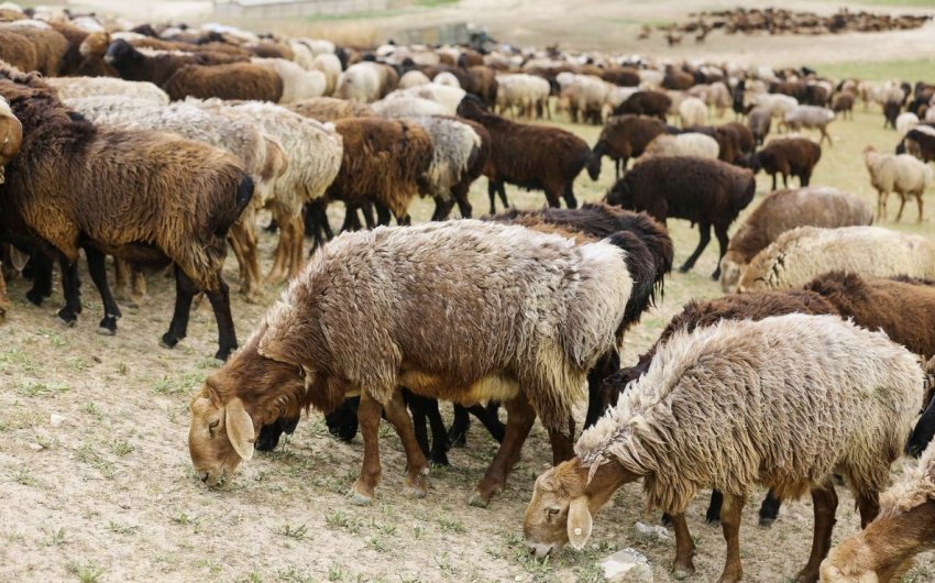 Breeding of Hissar sheep
