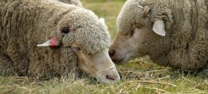Raza de ovejas Gissar: reglas de cría, mantenimiento y cuidado.