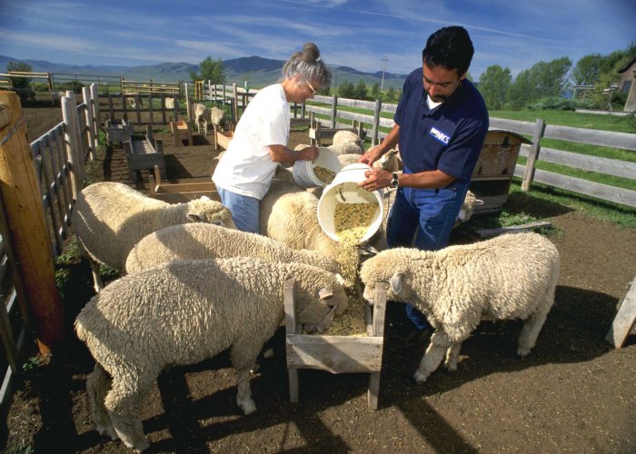 Alimentação de ovelhas