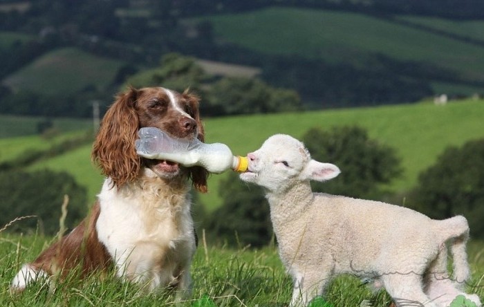 feeding the lamb