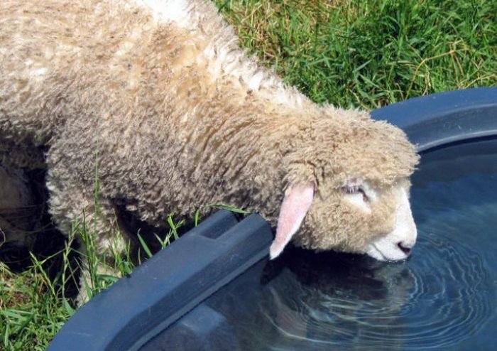 Água para ovelhas