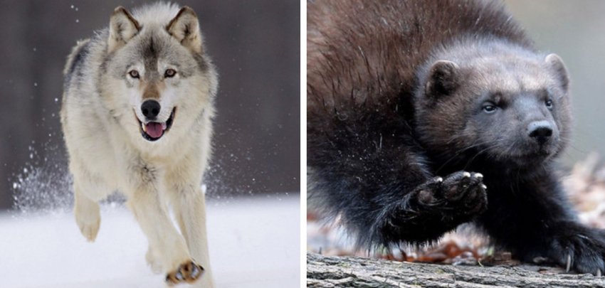 Enemies of sheep: wolf and wolverine