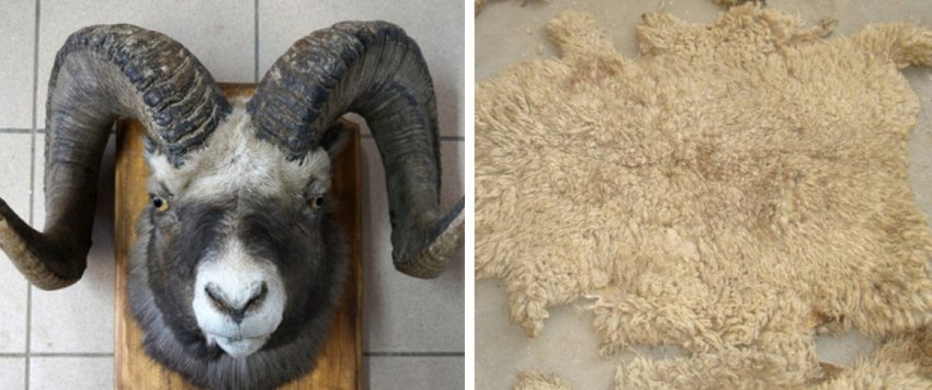 Horns and skin of rams