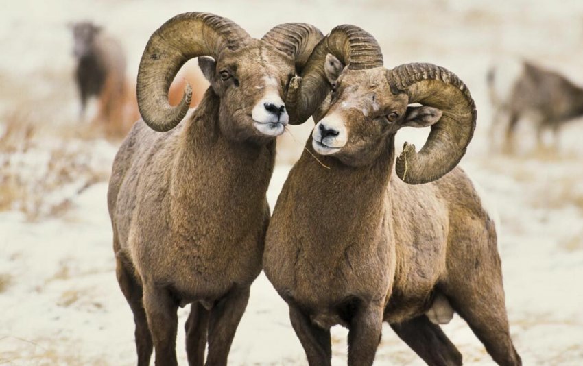 Male and female snow sheep