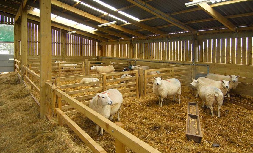 Sheep housing