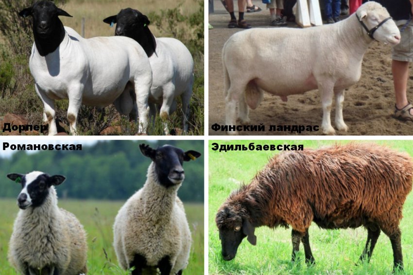 Sheep breeds