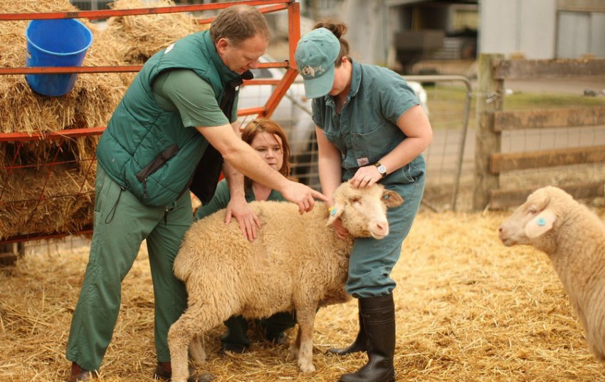 Veterinary examination of sheep