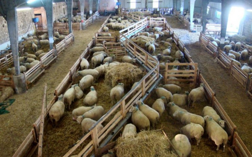 Sheep barn