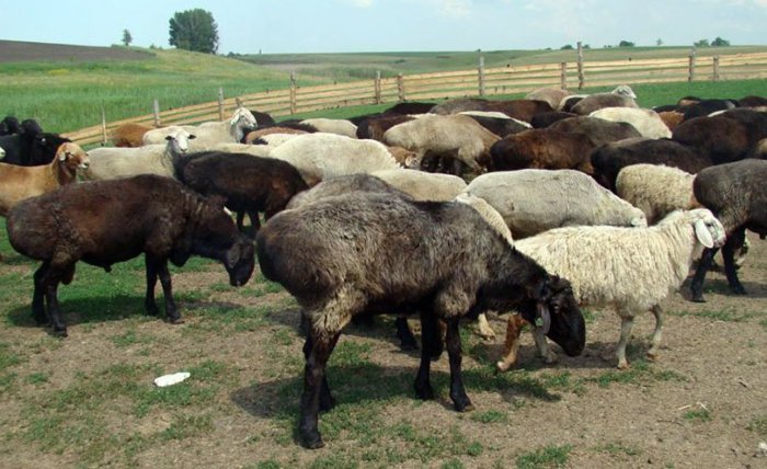 Edilbaevsky sheep