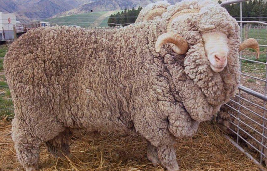 wool sheep breed