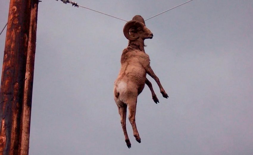 The ram hung on a wire