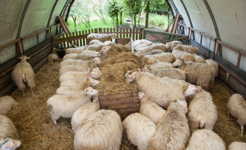 Sheep in a stall