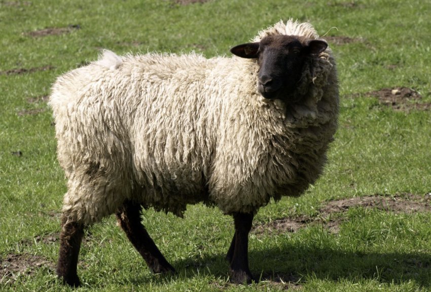 Sheep of the Gorky breed