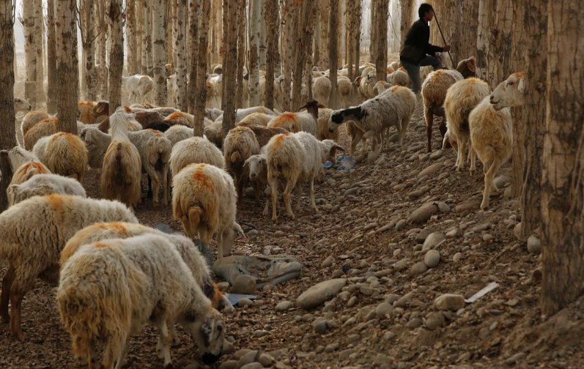 Sheep farming in China