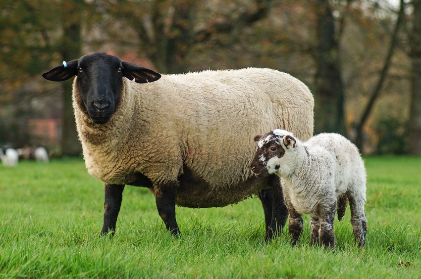 Suffolk sheep breed