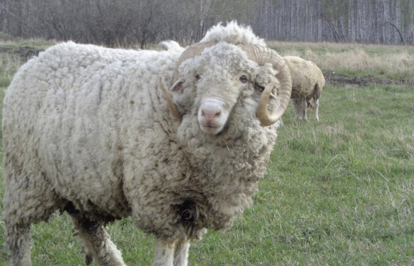 Sheep of the Altai breed