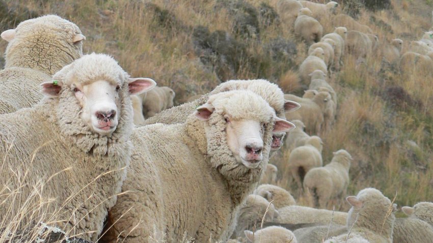 Sheep breed South Caucasian Merino
