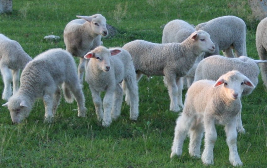 Kuibyshev lambs