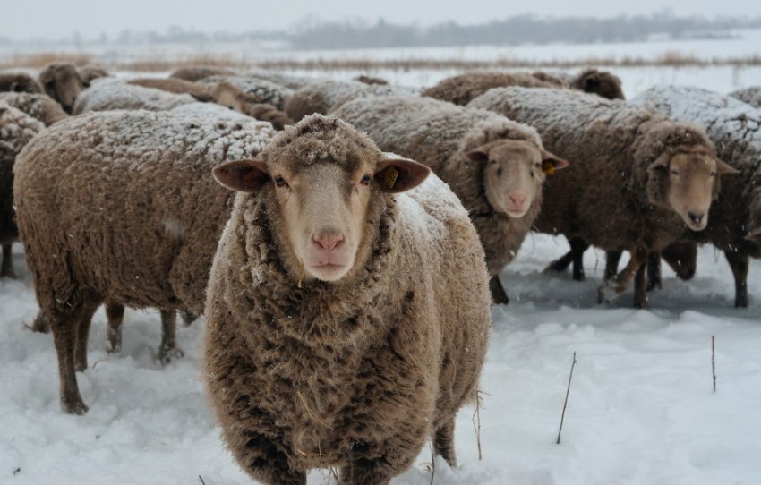 Kuibyshev sheep