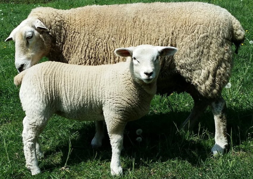 Vendée sheep breed